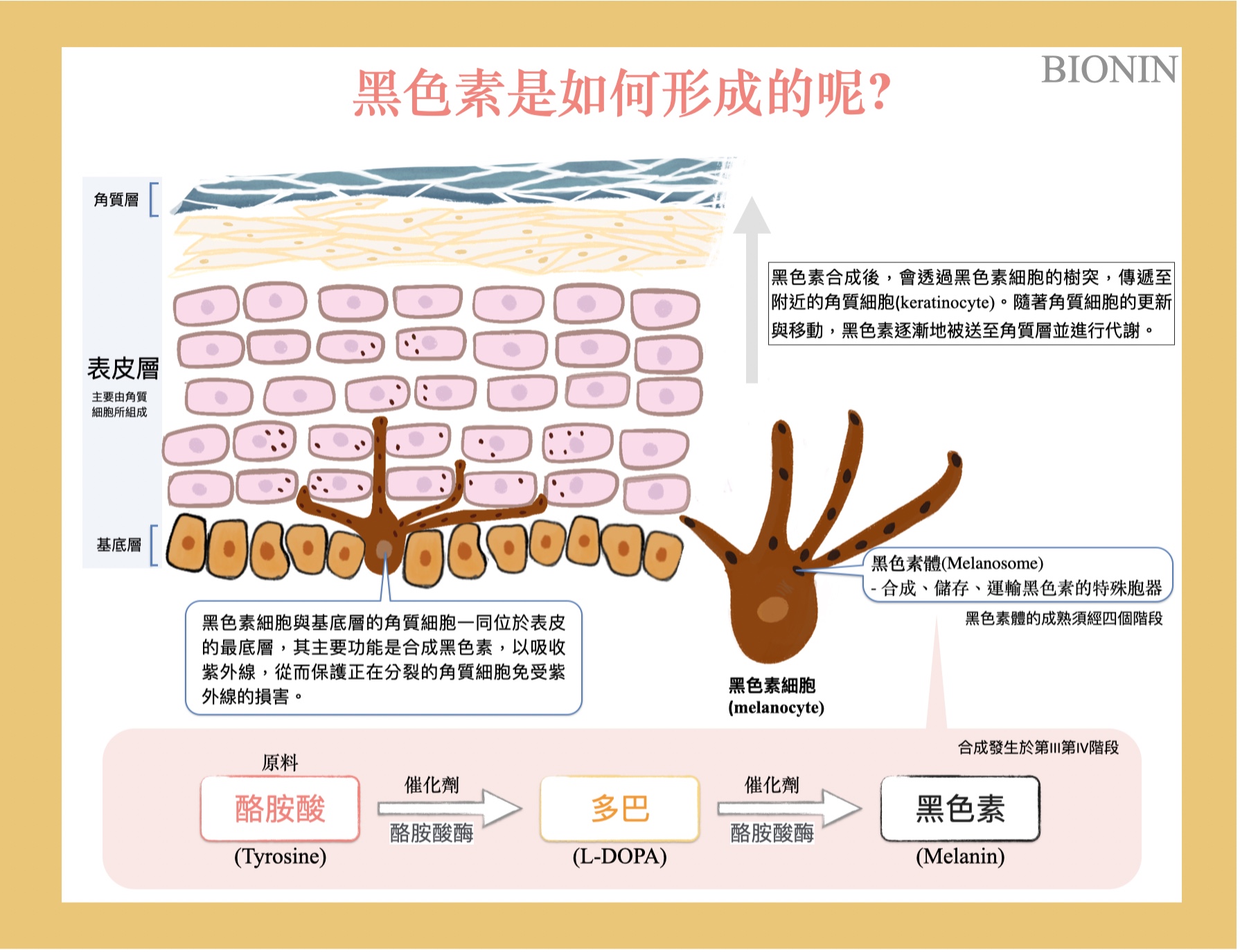 黑色素是如何形成的呢？