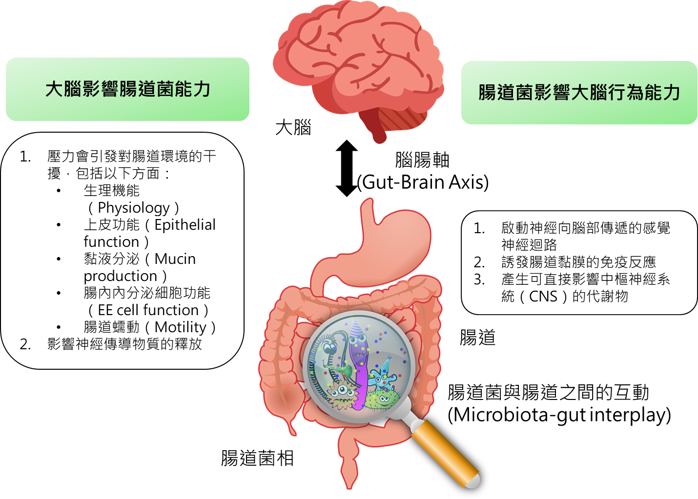 腸道的亞健康也會影響我們的情緒