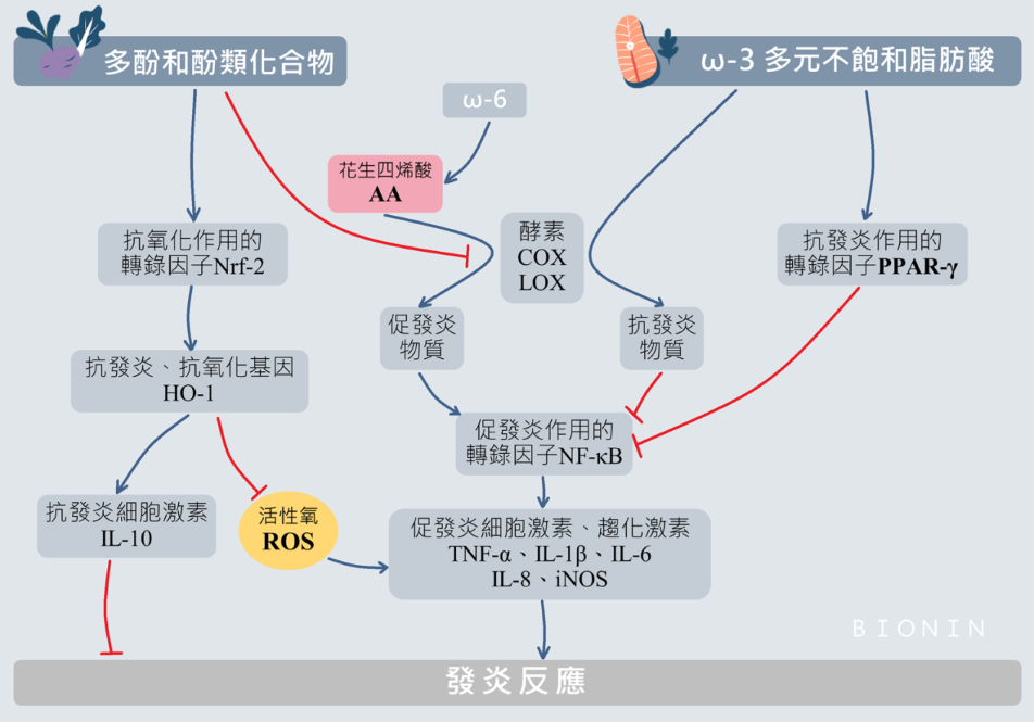 食物具有抗發炎的成分及在身體裡如何作用來達到抗發炎的效果