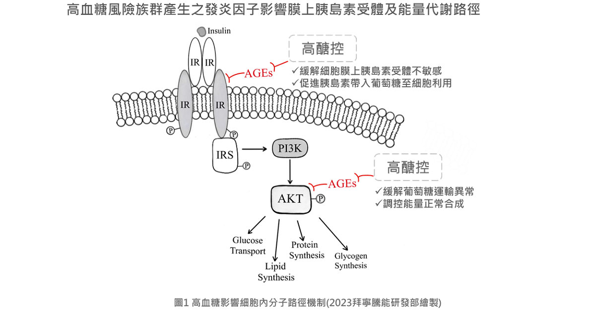 高血糖影響細胞內分子路徑機制