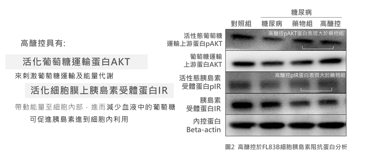 高醣控於FL83B細胞胰島素阻抗蛋白分析