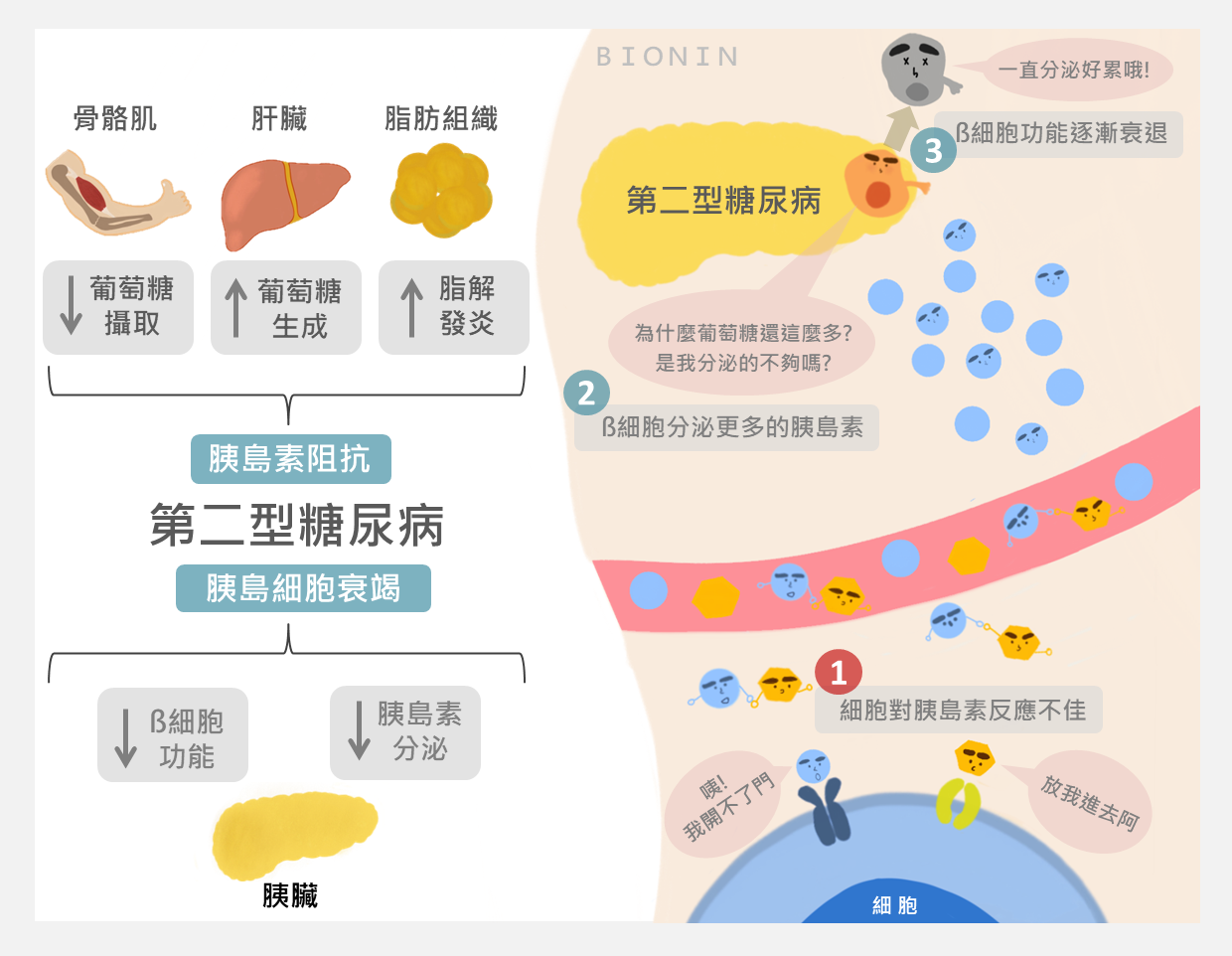 正常情況下與第一型糖尿病的差別