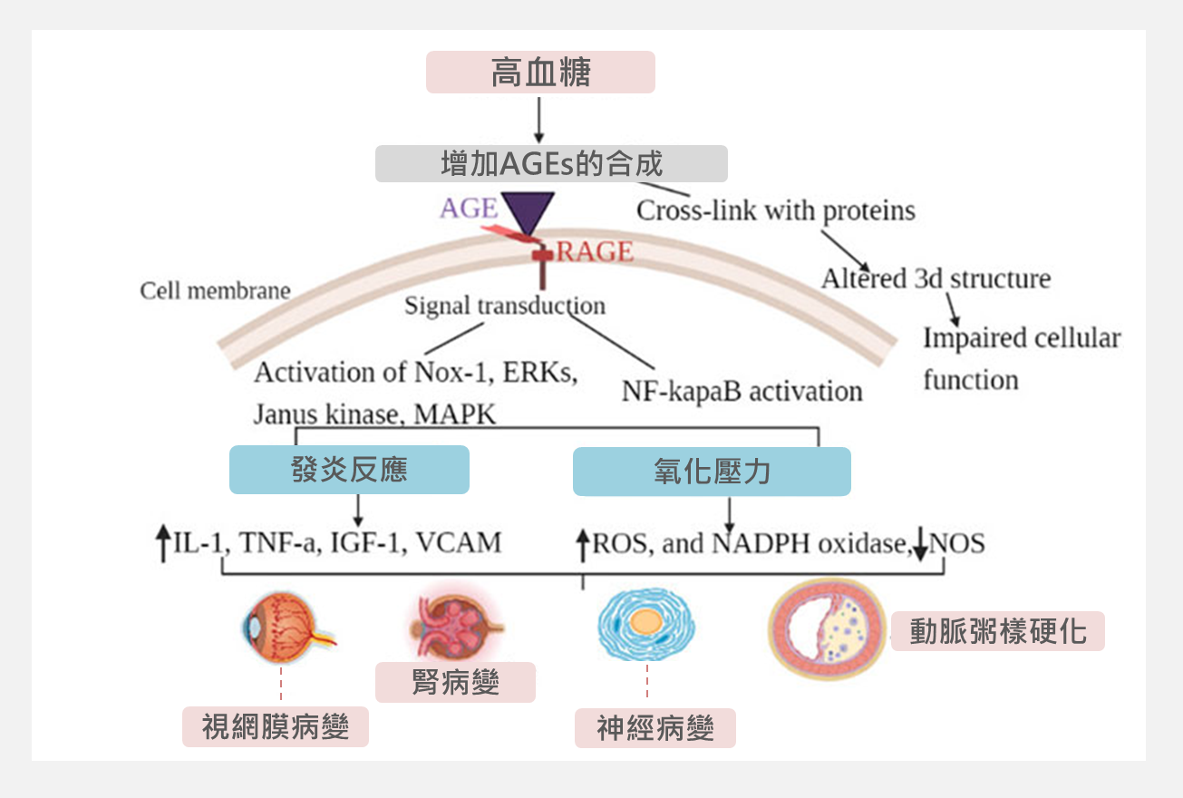 AGEs引發糖尿病併發症的機制