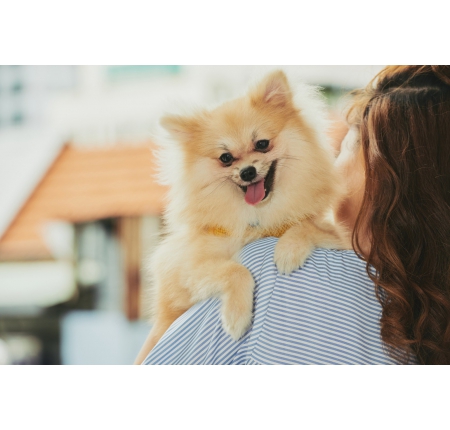 毛孩走路怪怪的？5 大關節警訊＆保養重點一次看懂
